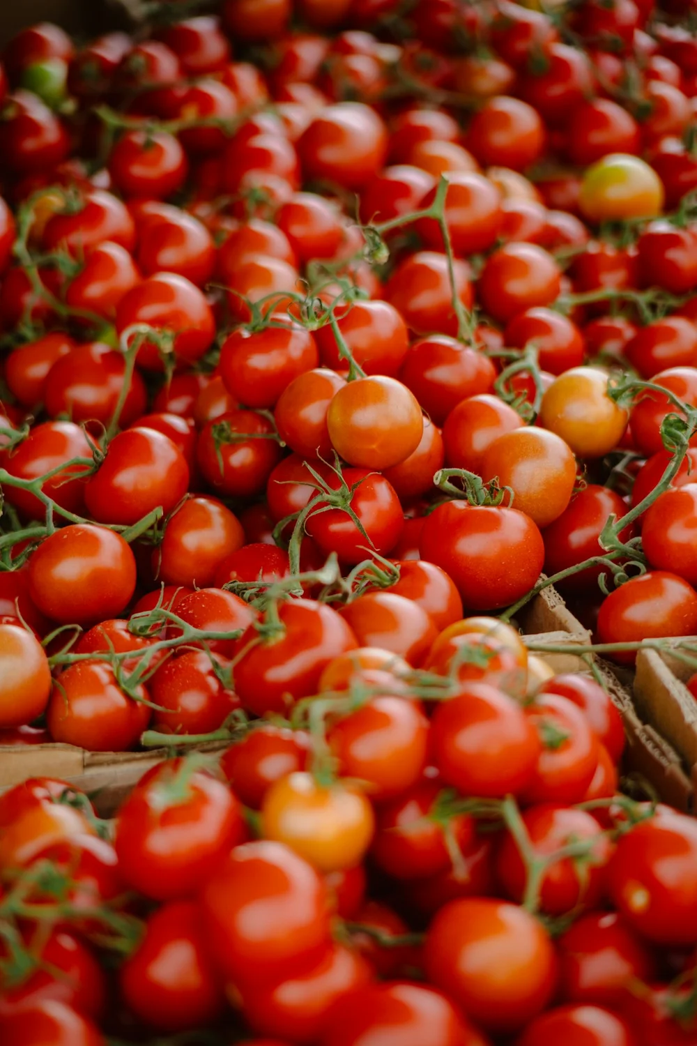 Tomates frescos en cajas
